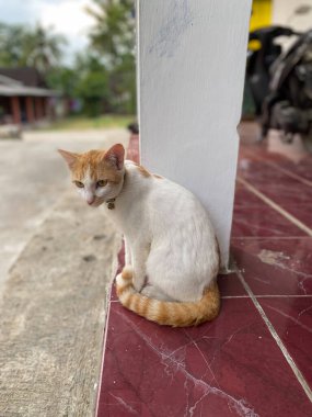 Evdeki beyaz sütunun yanında oturan kedi.
