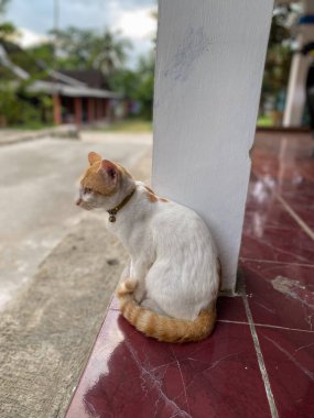 Evdeki beyaz sütunun yanında oturan kedi.