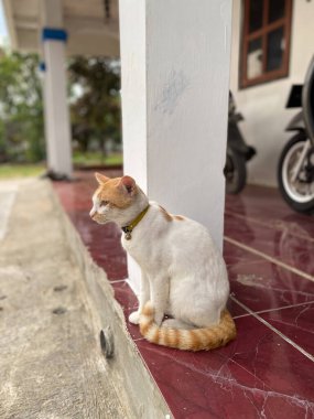 Evdeki beyaz sütunun yanında oturan kedi.