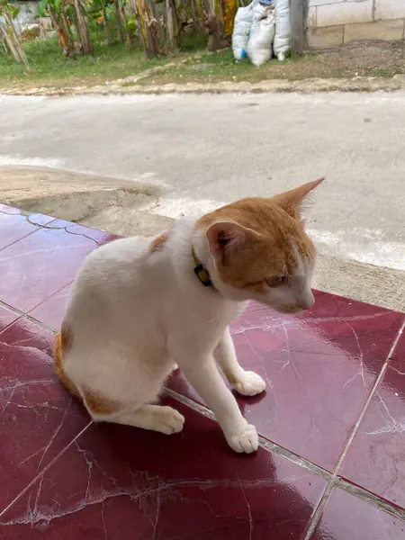 Evdeki beyaz sütunun yanında oturan kedi.