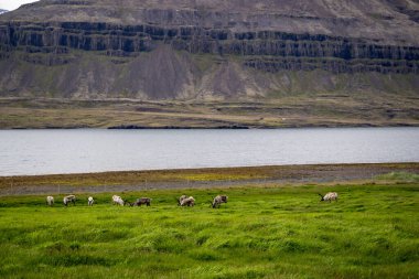 Canlı yeşil bir çayırda huzur içinde otlayan ren geyiği sürüsü fiyort körfezi manzarası ve arka planda engebeli dağlık arazi ile İzlanda 'daki doğal güzellikleri ve vahşi yaşamı gözler önüne seriyor.