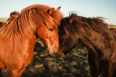 İzlanda atları, İzlanda 'da Vik ile birlikte, altın çember bölgesinde, gün batımının altında yemyeşil çimlerde durup, doğal güzellikleri ve huzurlu kırsal manzaraları sergiliyorlar.