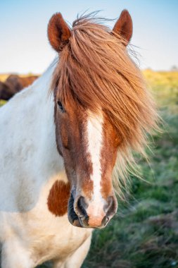 İzlanda atları, İzlanda 'da Vik ile birlikte, altın çember bölgesinde, gün batımının altında yemyeşil çimlerde durup, doğal güzellikleri ve huzurlu kırsal manzaraları sergiliyorlar.