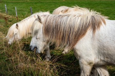 İzlanda atları, İzlanda 'da Vik ile birlikte altın çember bölgesinde doğal güzelliği ve huzurlu kırsal manzarayı sergileyerek yemyeşil çimlerin üzerinde durup otlarlar.