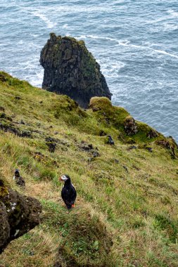 A scenic view showcasing a puffin perched amidst a green field adorned with yellow wildflowers, Atlantic Ocean and natural ambiance on Dyrholaey, near VIK and black beach Reynisfjara in Iceland clipart