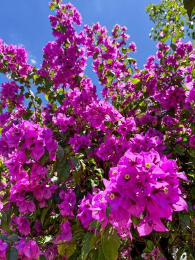 Bahçedeki güzel çiçekler