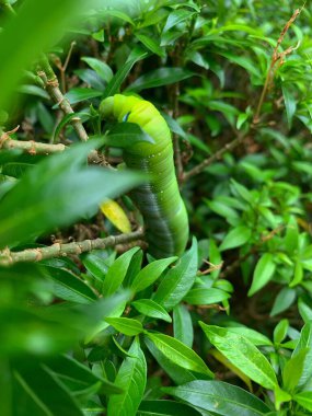 Ağaçtaki yeşil tırtıl