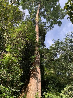 Ormandaki ağaç gövdesi