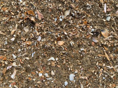 deniz kabuğu dokusu, doğal arkaplan