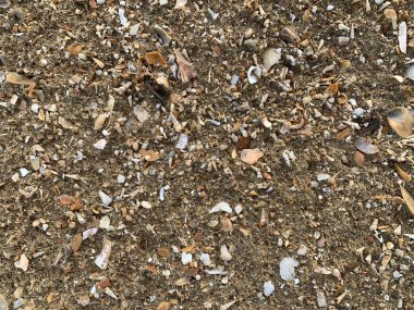 Arkaplan olarak deniz kabukları ve taşlar.