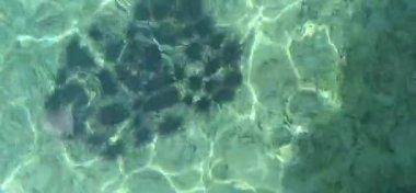 Deniz tabanına yakınlaştır. Deniz tabanında deniz kestaneleri