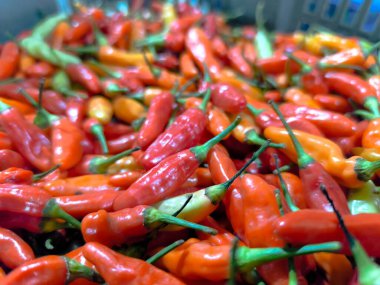 Cayenne biberi, Capsicum cinsine ait ve meyveleri yukarı doğru büyüyen bir bitkidir. Meyvenin rengi yeşil veya diğer türler gençken beyaz ve olgunlaştığında koyu kırmızı.