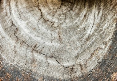 Ahşap parçalarının kırık dokusunun fotoğrafı. Kırık ahşap parçalarının fotoğrafı, genellikle eski ve kuru odunlarda bulunur.