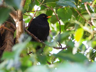 Aralık ayının güneşli bir gününde Almanya 'nın Bonn kentinde bir ağaçta oturan bir erkek karatavuk (turdus merula)