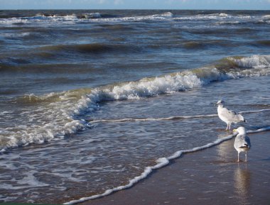 Hollanda, Noordwijk sahilindeki sığ dalgalarda iki martı.