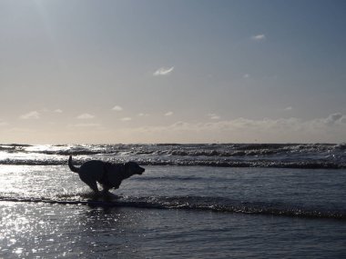 Dog running in the shallow water in Noordwijk, Netherlands clipart