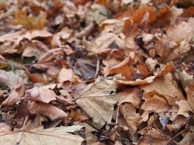 Bonn, Almanya 'da kuru yaprakların kapatılması