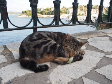 Yunanistan 'ın Korfu kentinde (Kerkyra) okyanus kıyısında bir kaldırımda uyuyan siyah ve kahverengi bir kedi. Konsept: seyahat, tembel, dinlendirici, dinlendirici