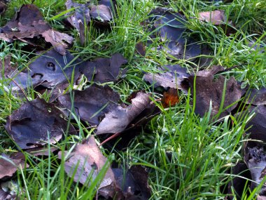 Fallen populus leaves on wet grass (poa annua L.) with water droplets in Bonn, Germany. Concept: nature, conservation, green, fresh, natural clipart