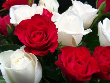 Kırmızı ve beyaz yosun gülleri (Rosa centifolia Muscosa). Kavram: romantizm, sevgililer günü, hediye, yıldönümü, kutlama, tebrik, 