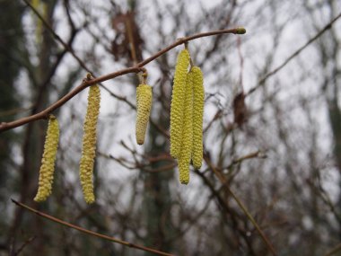 Şubat 'ta Almanya' nın Bonn kentinde bir dal üzerinde asılı duran yaygın bir fındık (Corylus avellana) sarı erkek catkins yakın çekim. 