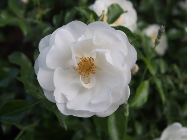 Yaprakların arasında yeşeren tek bir beyaz gülün (Rosa sempervirens L.) yakın çekimi. Bonn, Almanya Mayıs 'ta. 