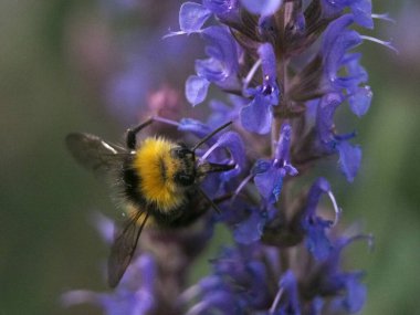 Erken dönem yaban arısı (bombus pratorum) ya da erken dönem yaban arısı (salvia nemorosa), mayıs ayında Bonn, Almanya 'da güneşli bir günde orman adaçayı, Balkan clary ya da yabani adaçayı olarak da bilinen mavi adaçayından polen toplayan yaban arısının izole ön çekimi. 
