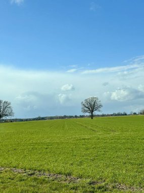 Açık yeşil bir alan mavi bir gökyüzünün altında uzanır. Uzakta yalnız bir ağaç bulunur. Arka plandaki rüzgar türbinleri dingin doğaya modern bir dokunuş katıyor.