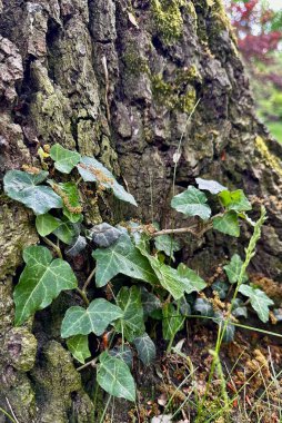 Yeşilli yeşil sarmaşık yapraklarından oluşan yakın plan bir ağaç gövdesi boyunca büyüyen, doğanın dayanıklılığını yakalayan