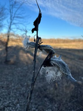 Yumuşak odaklı kış manzarasına karşı sergilenen ipeksi lifleri olan kurumuş bir yosun kabuğunun ayrıntılı görüntüsü. Görüntü, doğanın güzelliğini sessiz ve soğuk bir ortamda yakalar.