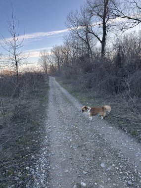 Küçük kahverengi ve beyaz bir köpek sessiz bir kırsal alanda çakıl yolu boyunca yürür. Kuru bitki örtüsü ve yapraksız ağaçlarla çevrili huzurlu an, pastel bir akşam gökyüzü altında yakalanır.