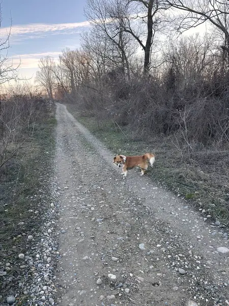 Küçük kahverengi ve beyaz bir köpek yapraksız ağaçlar ve kuru otlarla çevrili sessiz bir çakıl yolunda duruyor. Yumuşak akşam ışığında yakalanan sahne, huzurlu ve biraz da oyuncu hissettiriyor.