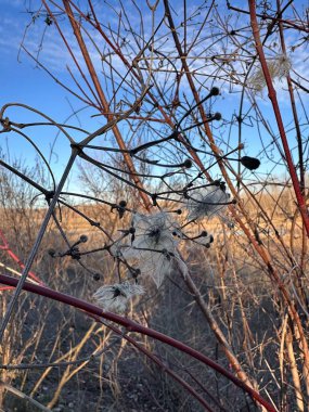 Vahşi Clematis 'in narin tohum başları açık mavi gökyüzünün altında alçak güneş tarafından aydınlatılan kırmızı ve kahverengi kış dallarına dolanır. Sezon sonu doğasının şiirsel bir gösterisi.