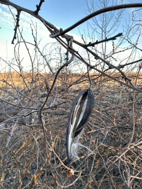 Kurumuş bir yosun kabuğu çıplak bir dala asılır, ipeksi tohumları açıkta kalır. Arka plan, kış dalları ve hafif bulutlu yumuşak bir gökyüzünü ortaya çıkarıyor.