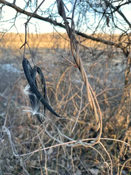 Koyu renkli, açık tohumlu bir kapsül beyaz ipeksi lifler salıyor. Karmaşık kuru sarmaşıklarla çevrili ve altın ışıkla yıkanmış olan görüntü, kışın bozulmasının ve yenilenmenin sessiz güzelliğini yakalar.