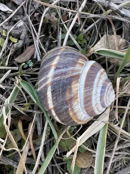 Güzel dokulu bir salyangoz kabuğu kuru çimenler ve solmuş yapraklardan oluşan bir yatakta dinlenir. Toprak renkleri ve doğal desenler doğanın sessiz zarafetini yakalar. Küçük detaylar.