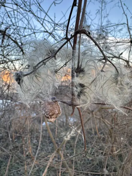 Tüylü klematis tohumlarına yerleştirilmiş peygamber devesi yumurtası kabının (ootheca) makro çekimi. Yumuşak doğal dokuları ve ılık akşam ışığı ile narin kış sahnesi
