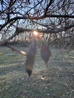 Yumuşak odak noktasındaki ağaç tohumu kabuklarının yakın görüntüsü güneş ışığının dalların arasından parlayarak doğal bir mercek patlaması yaratıyor. Arka planda sakin bir orman çayırı huzurlu bir hava katar.