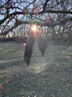 Tohum kapsüllü bir kış ağacı dalının arka planda çekilmiş fotoğrafı, güçlü güneş ışınları ve renkli merceklerle doğal bir ortamda rüya gibi, atmosferik bir etki yaratıyor.