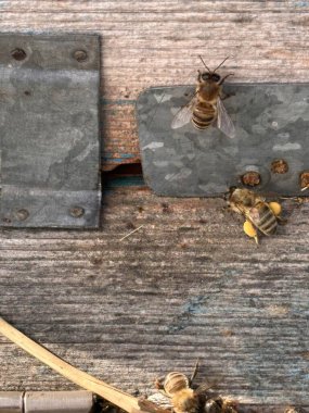 Kırsal bir ahşap kovanın girişindeki bal arılarına yakın çekim. Bazı arılar, sağlıklı bir kolonide aktif yiyecek arama ve tozlaşma çalışmalarını sembolize eden parlak sarı polenlerle doludur.