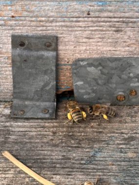 Bal arıları, parlak sarı polenlerle dolu bacaklarıyla kovanlarına dönüyorlar. Sahne tozlayıcıların sert çalışmalarını vurguluyor. Kırsal ahşap bir yüzey ve metal çerçeve.