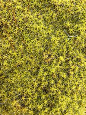 Canlı yıldız yosunlarının (muhtemelen Polytrichum veya Campylopus türlerinin) detaylı makro fotoğrafı, radyal yapısını ve orman ortamında yemyeşil dokusunu gösterir.
