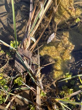 Yarı batık bir balıkçı örümceğinin sualtı görüntüsü (Dolomedes sp.) Sarı algler, yüzen yapraklar ve berrak, güneşli sularda su bitkileriyle çevrili sazlıklar üzerinde dinlenirler.