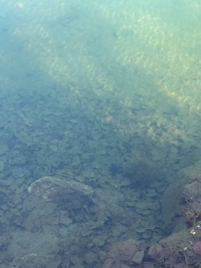 Altındaki kayalık zemini ortaya çıkaran berrak, turkuaz bir su manzarası. Yumuşak güneş ışığı desenleri yüzeyde dans ediyor, batık yaprakları ve taşları vurguluyor.