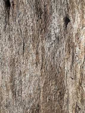 Ayrıntılı sert makro çekim, doğal çatlaklar ve fiber çizgilerle yıpranmış ağaç kabuğu. Ahşap yüzey kahverenginin çeşitli tonlarını gösterir, doğal bir arka plan veya doku olarak idealdir.