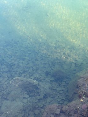 Şeffaf su dipteki katmanlı yaprak ve kayaları ortaya çıkararak sakin ve gerçeküstü bir sualtı sahnesi oluşturur. Doğa, sükunet veya arkaplan kullanımı için ideal