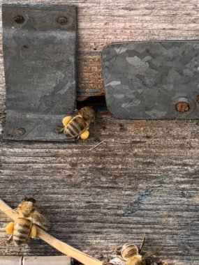 Arka bacaklarında parlak sarı polen sepetleriyle kovanlarına dönen bal arıları. Kovan girişi yıpranmış ahşap ve metalden yapılmıştır. Arı avcılığının sıkı çalışmasını gösterir.