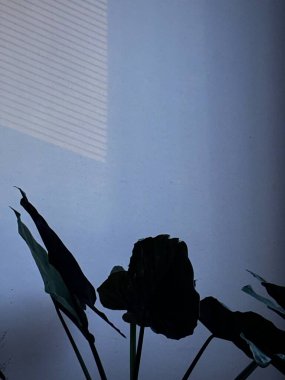 Bitki yapraklarının sanatsal yakın çekimi, mavi bir duvarın üzerine doğal pencere ışıklandırmasıyla gölge düşürüyor. Kapalı alandaki botanik sakinliği ve soyut formu yakalar