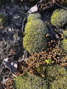 Kuru orman yaprakları ve sopalar arasında büyüyen yuvarlak yosun yapılarının makro fotoğrafı.