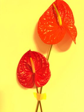 Sarı zemin üzerinde yeşil saplı ve görünür bantlı tropik kırmızı anthurium çiçekleri.